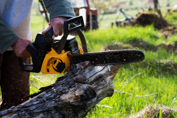 Best Soil Testing and Treatment  in Wallace, FL
